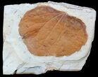 Detailed Fossil Leaf (Zizyphoides) - Montana #56683-1